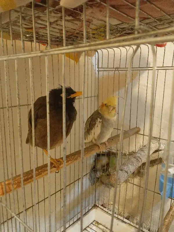 پرنده|پرنده|اهواز, کوی صنایع|دیوار