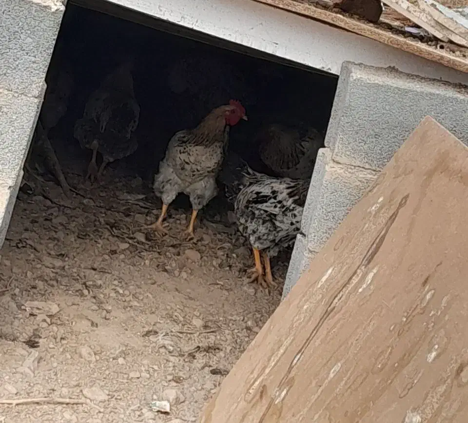 خروس و بوقلمون محلی|حیوانات مزرعه|هشتگرد, ینگی امام|دیوار