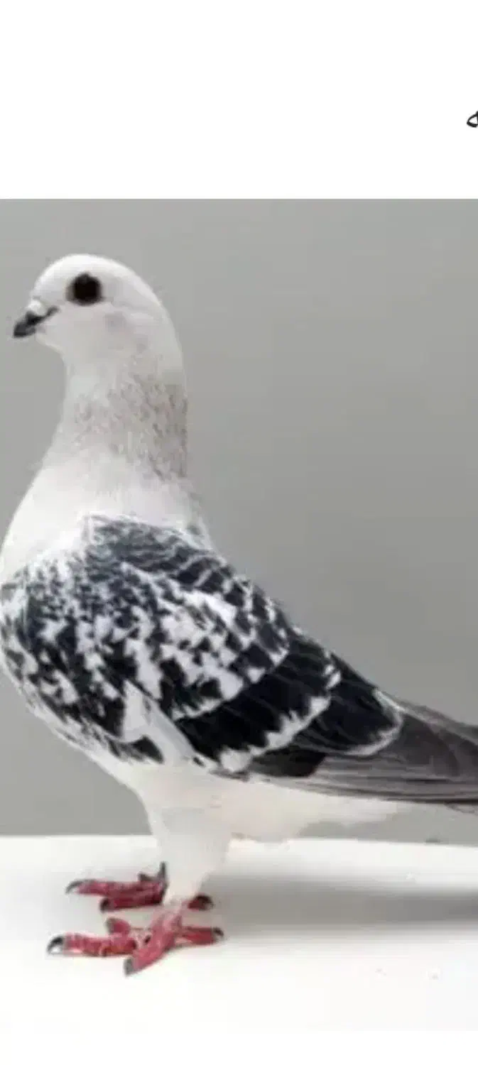 کبوتر شامی کاکلی وپولکی زیر خاکی|پرنده|سیمکان, |دیوار