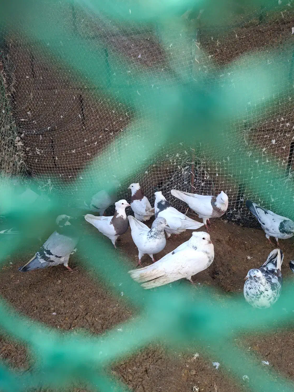 کبوتر|پرنده|هندیجان, |دیوار