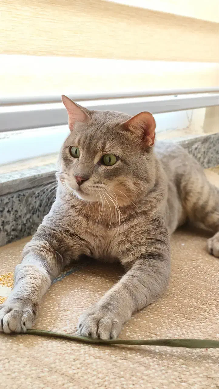 واگذاری اسکاتیش انفولد|گربه|بوشهر, |دیوار