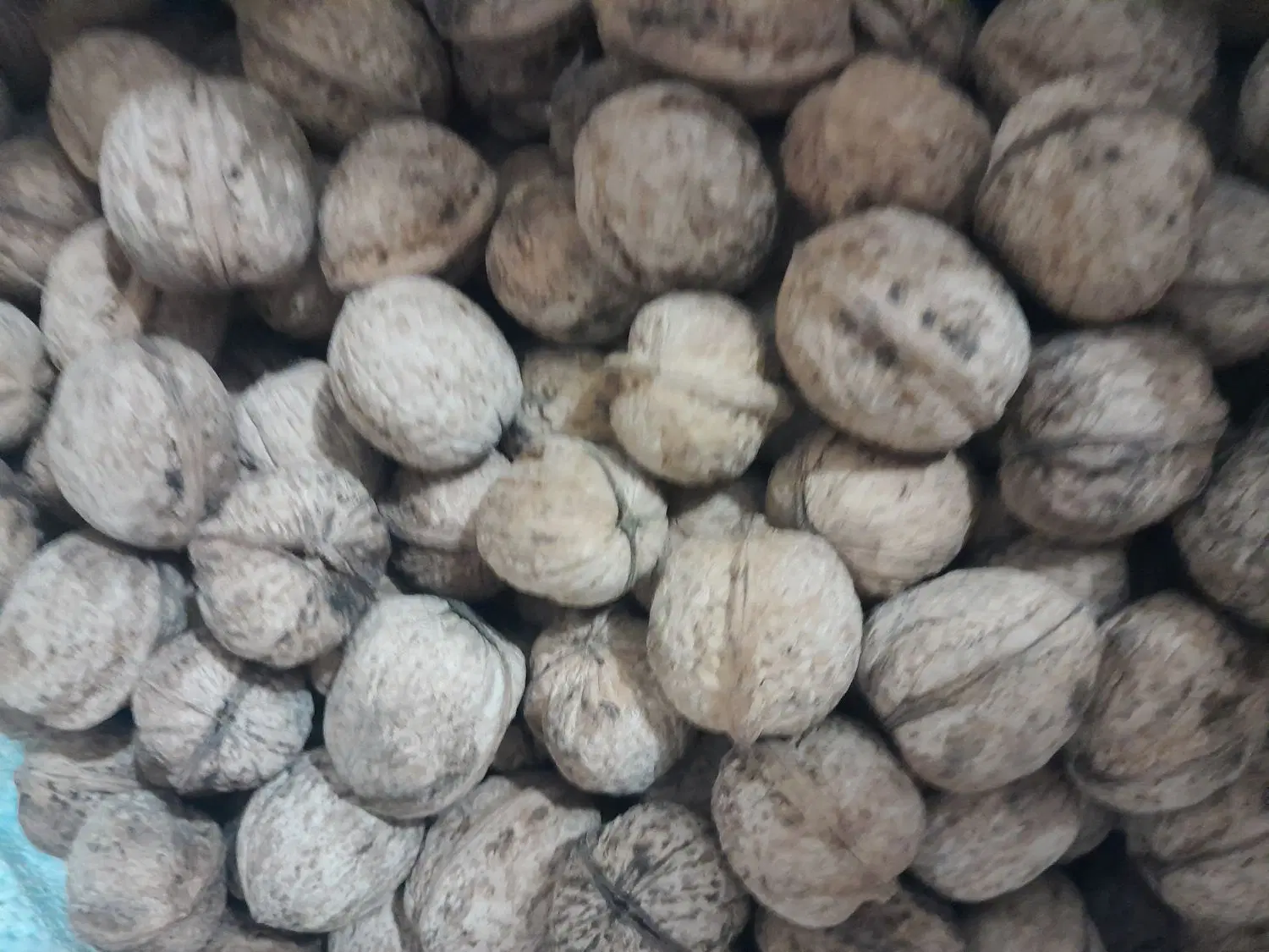 گردو|حراج|سنندج, |دیوار