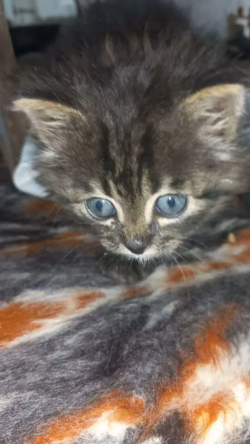 واگذاری یک گربه خوشگل پرشین چشم ابی|گربه|ارومیه, |دیوار