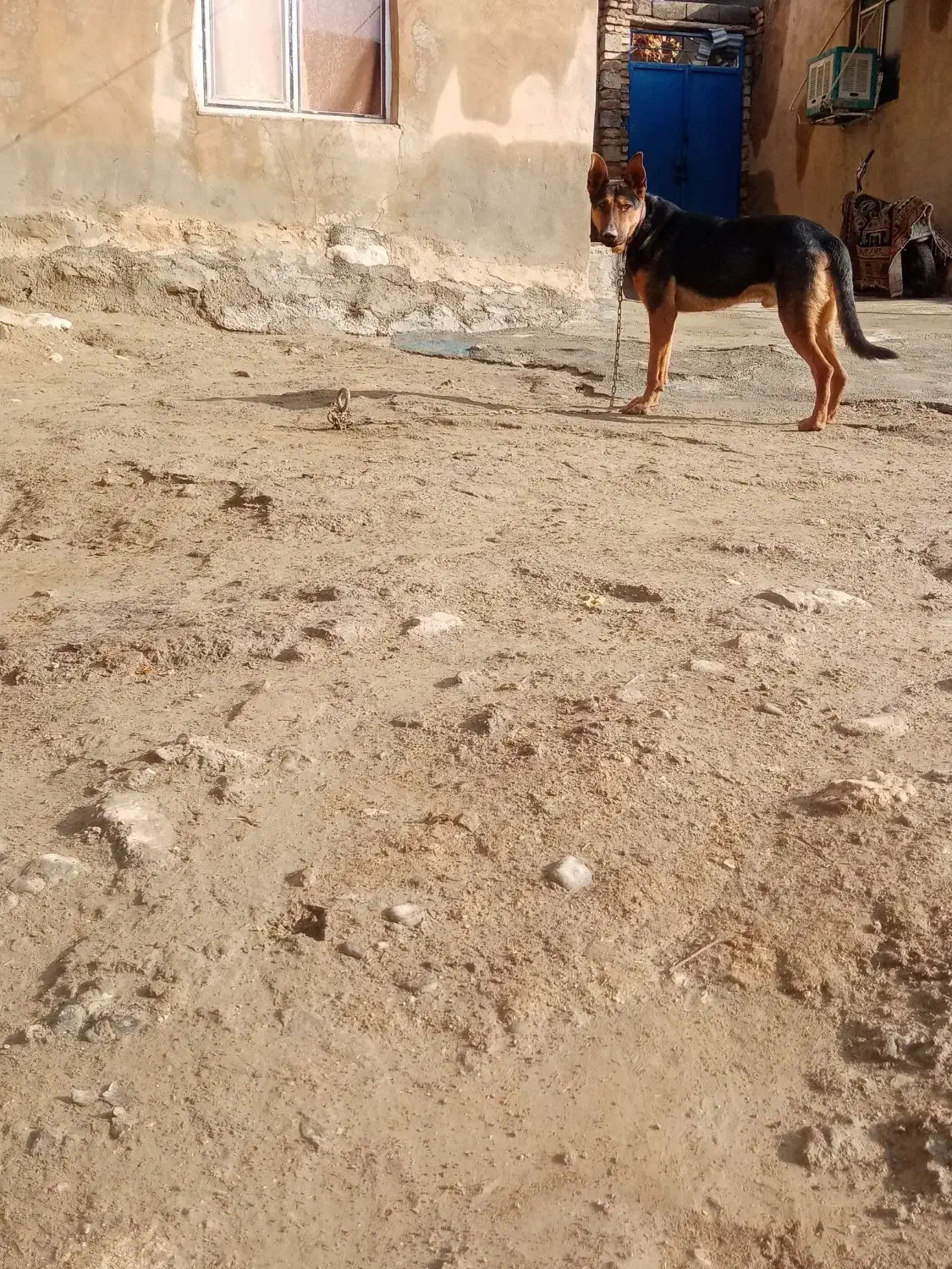 سگ ژرمن|سگ|بیستون, |دیوار