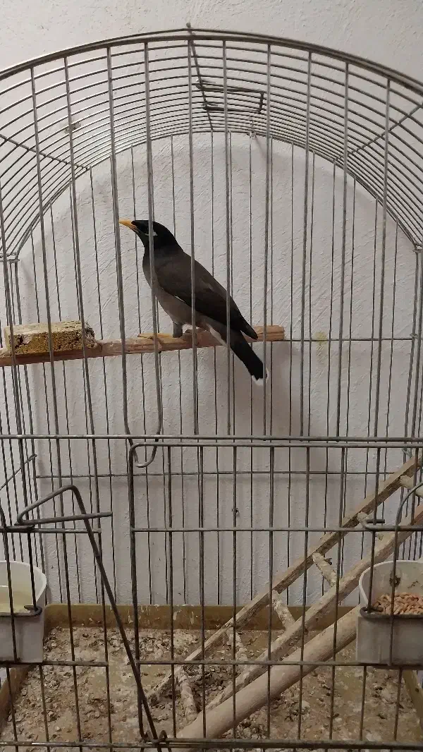 مرغ مینا|پرنده|کرج, باغستان|دیوار