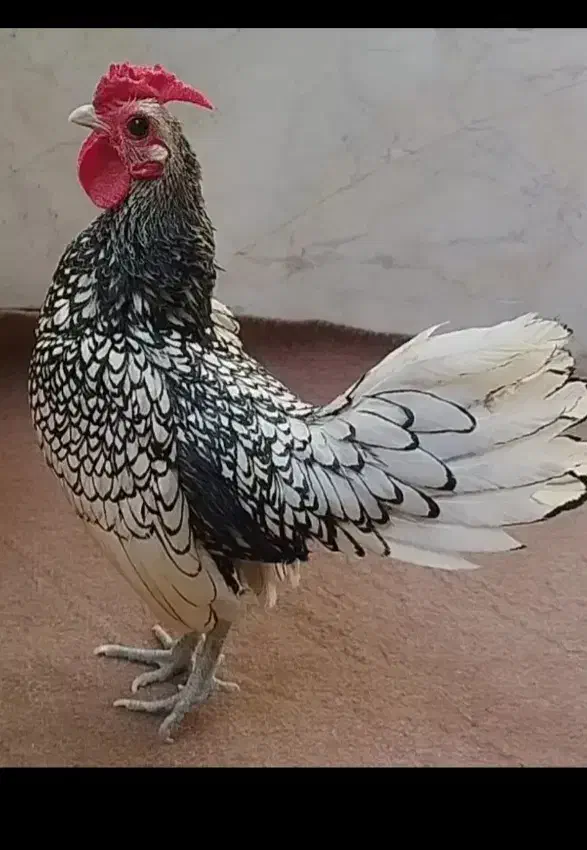 خروس و مرغ|پرنده|قم, انسجام|دیوار