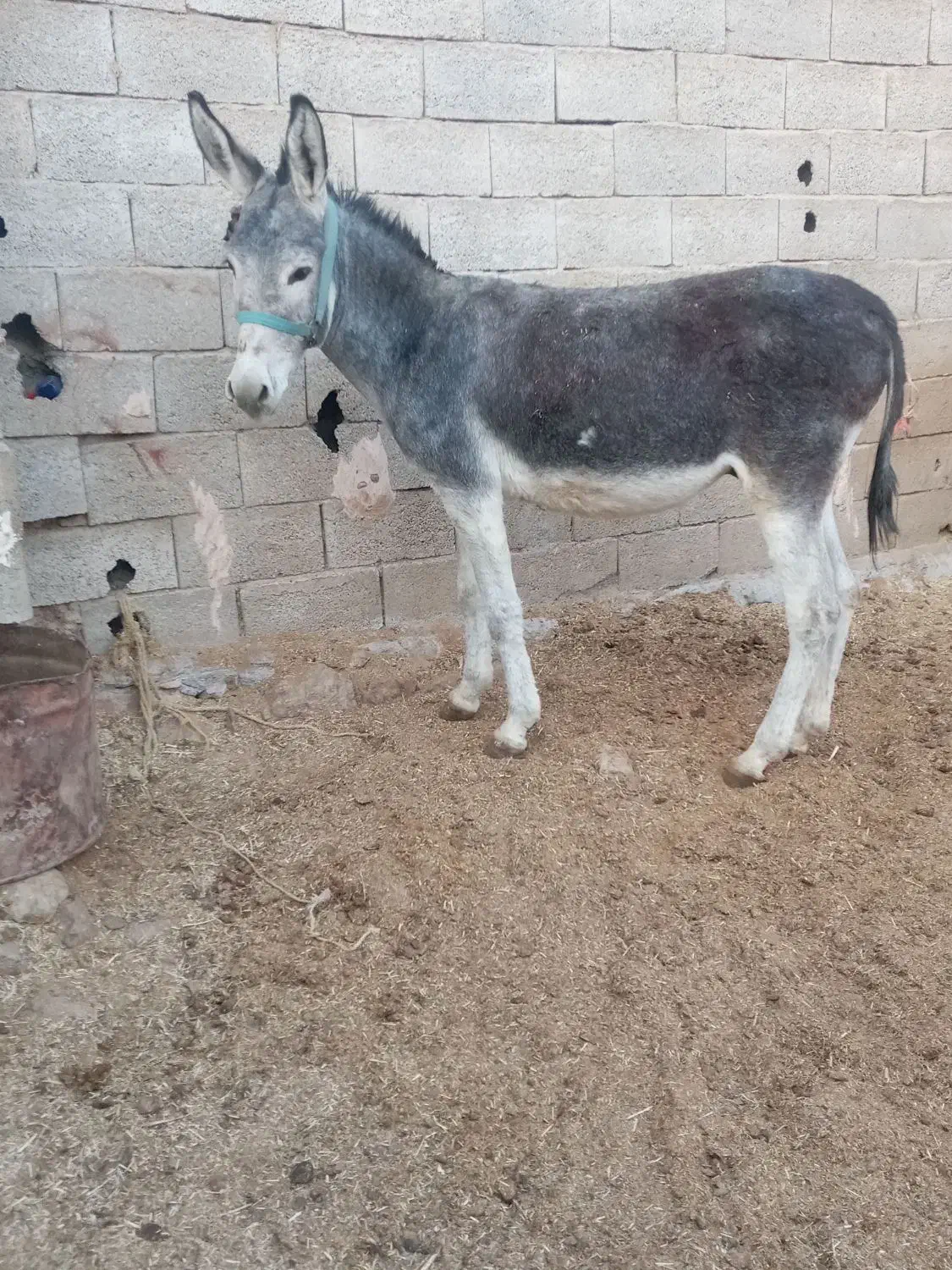 خریدوفروش خر یاهمون الاغ اسب پالونی|حیوانات مزرعه|لاران, |دیوار