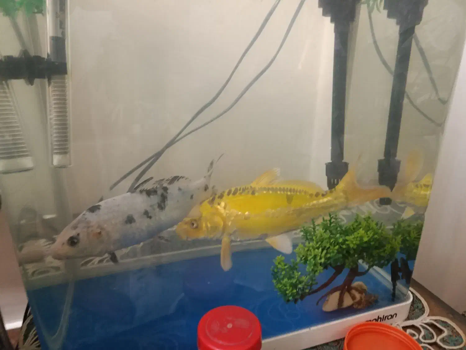 ماهی کوی ماهی فایتر|ماهی|تهران, توحید|دیوار