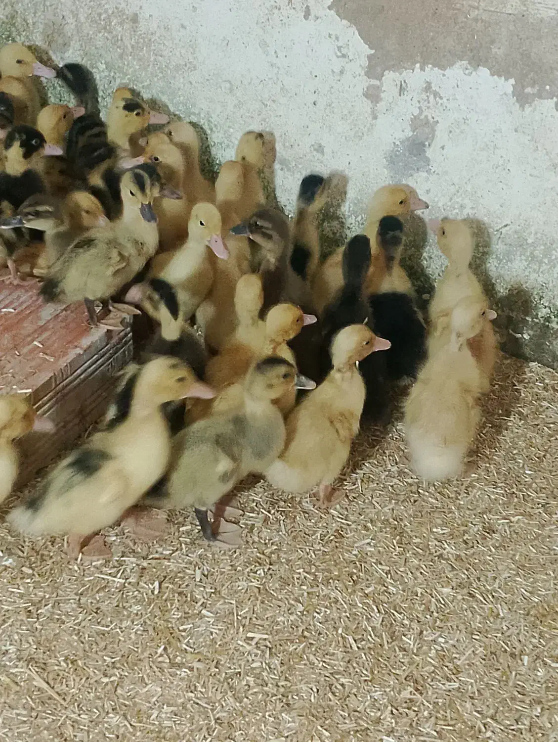 فروش جوجه اردک محلی ورامینی12روزه|حیوانات مزرعه|دابودشت, |دیوار