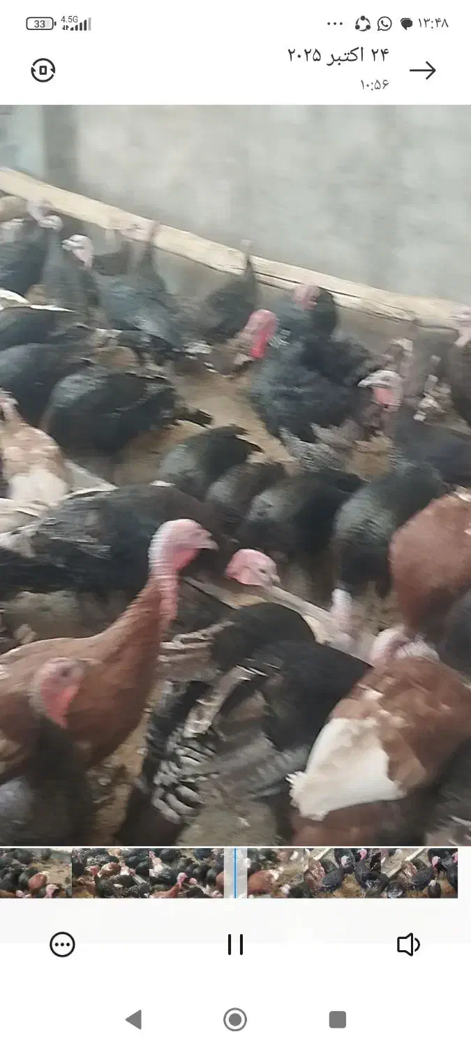 بوقلمون ماده|حیوانات مزرعه|رامند, |دیوار