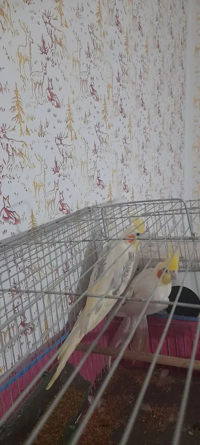 عروس هلندی جفتی معاوضه با هر چی|پرنده|قزوین, |دیوار