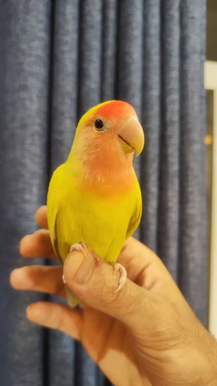 طوطی کوتوله برزیلی ۵ ماهه بالغ دستی|پرنده|اصفهان, الهیه|دیوار