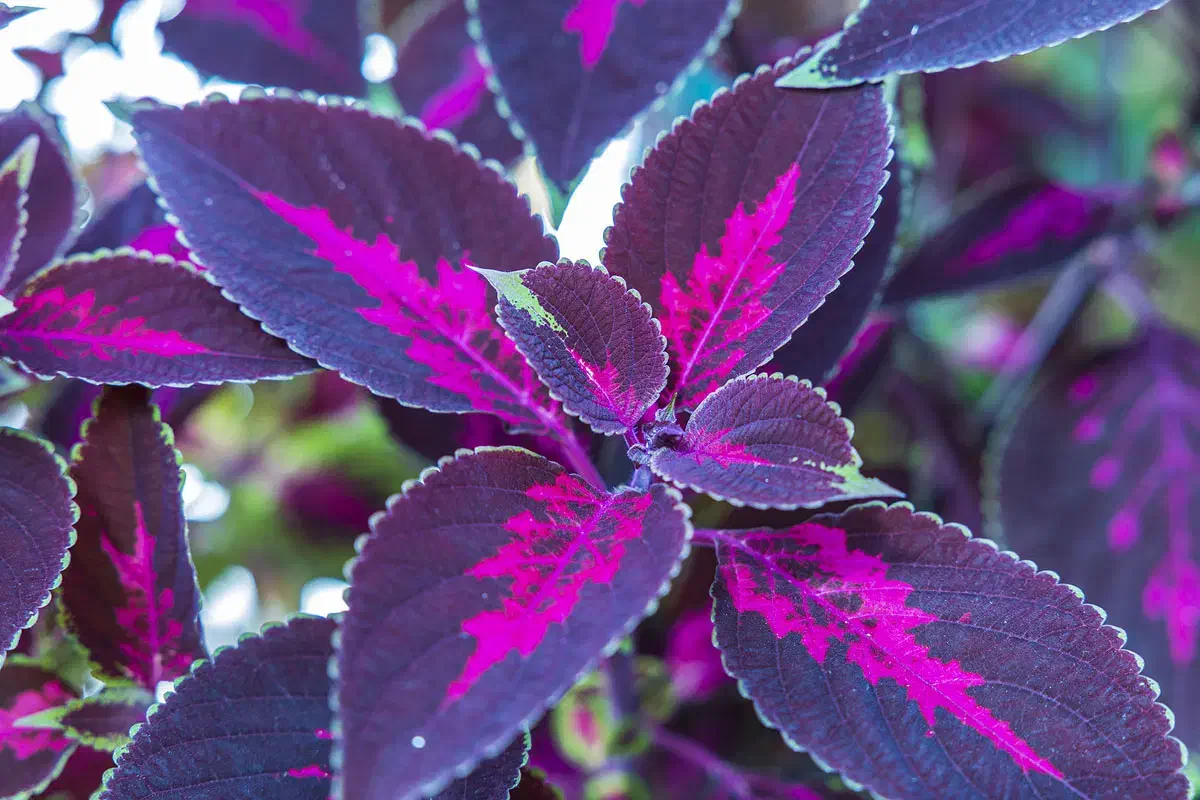 باغبون نظافت نقاش ساختمان|خدمات باغبانی و درختکاری|سراب, |دیوار