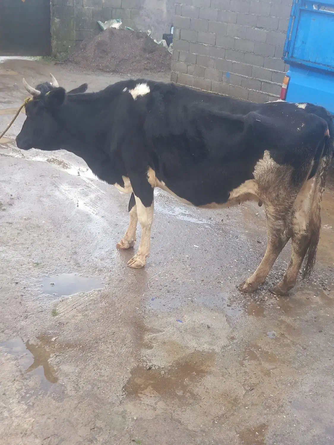 گاو نیمه دورگ حامله|حیوانات مزرعه|سیاهکل, |دیوار