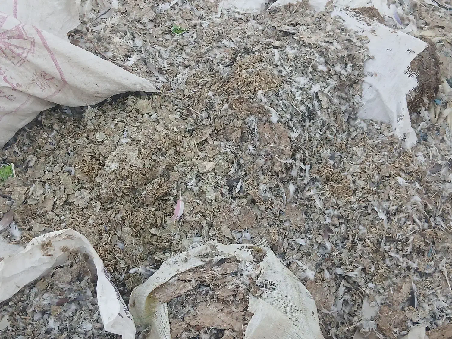 زل کبوتری یاکودکبوتری|گل و گیاه طبیعی|فلاورجان, |دیوار