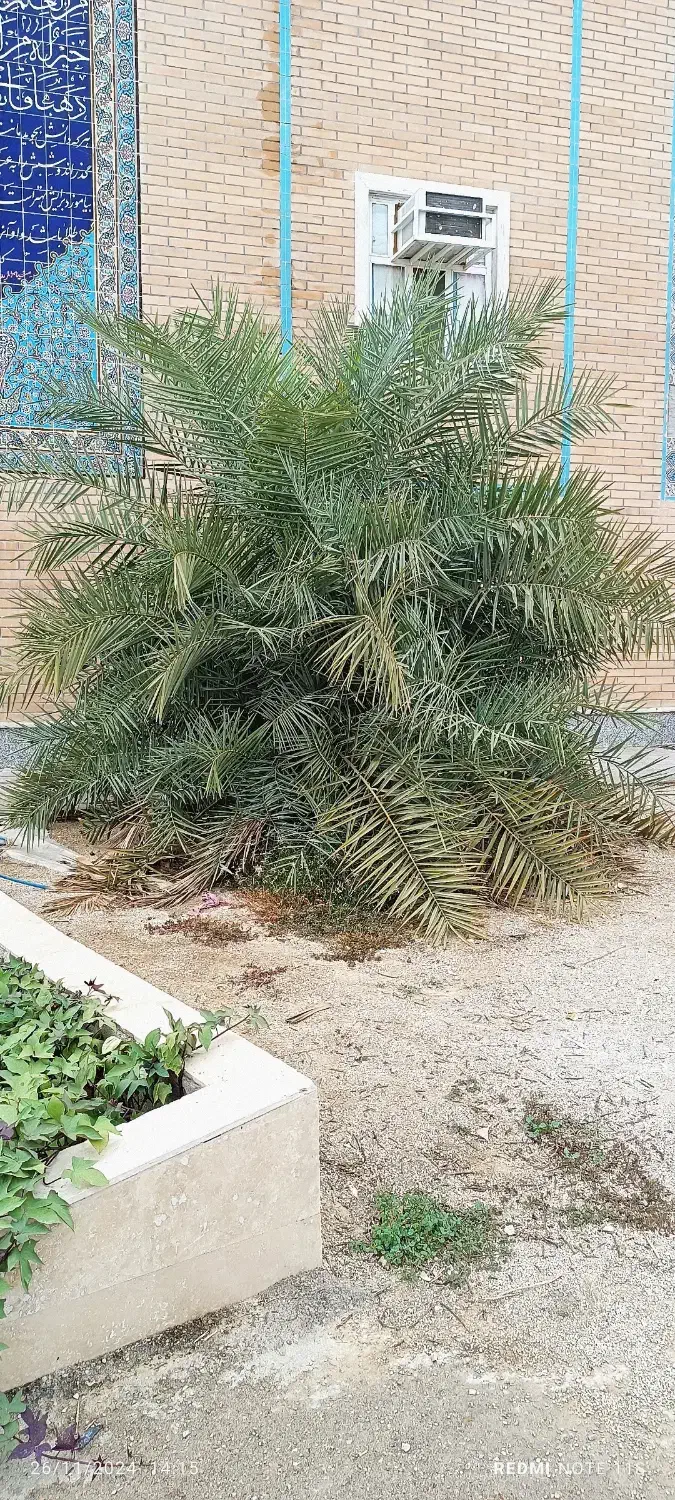 قطع و هرس درخت و نخل و دراوردن دمیت و پاجوش|خدمات باغبانی و درختکاری|برازجان, |دیوار