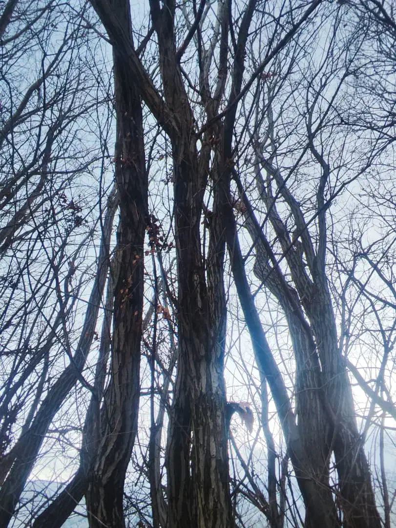 خرید انواع چوب|خدمات باغبانی و درختکاری|شیراز, گویم|دیوار