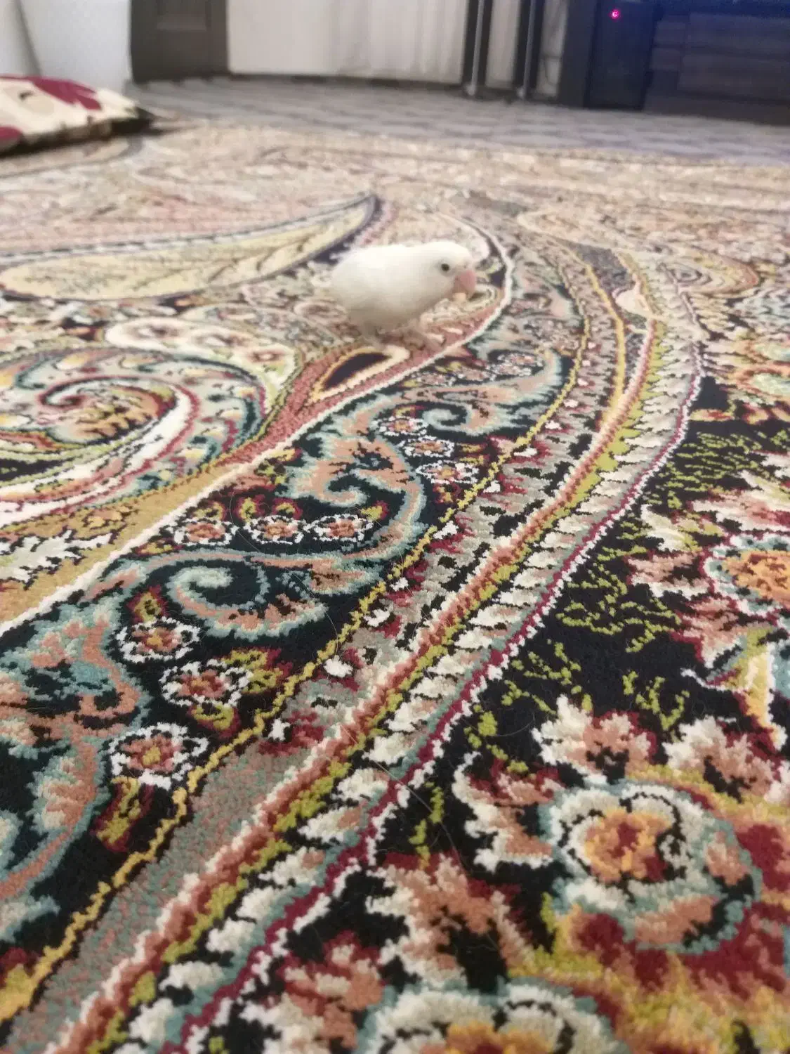 سه عددکوتوله ویک عروس|پرنده|تربت جام, میان جام|دیوار