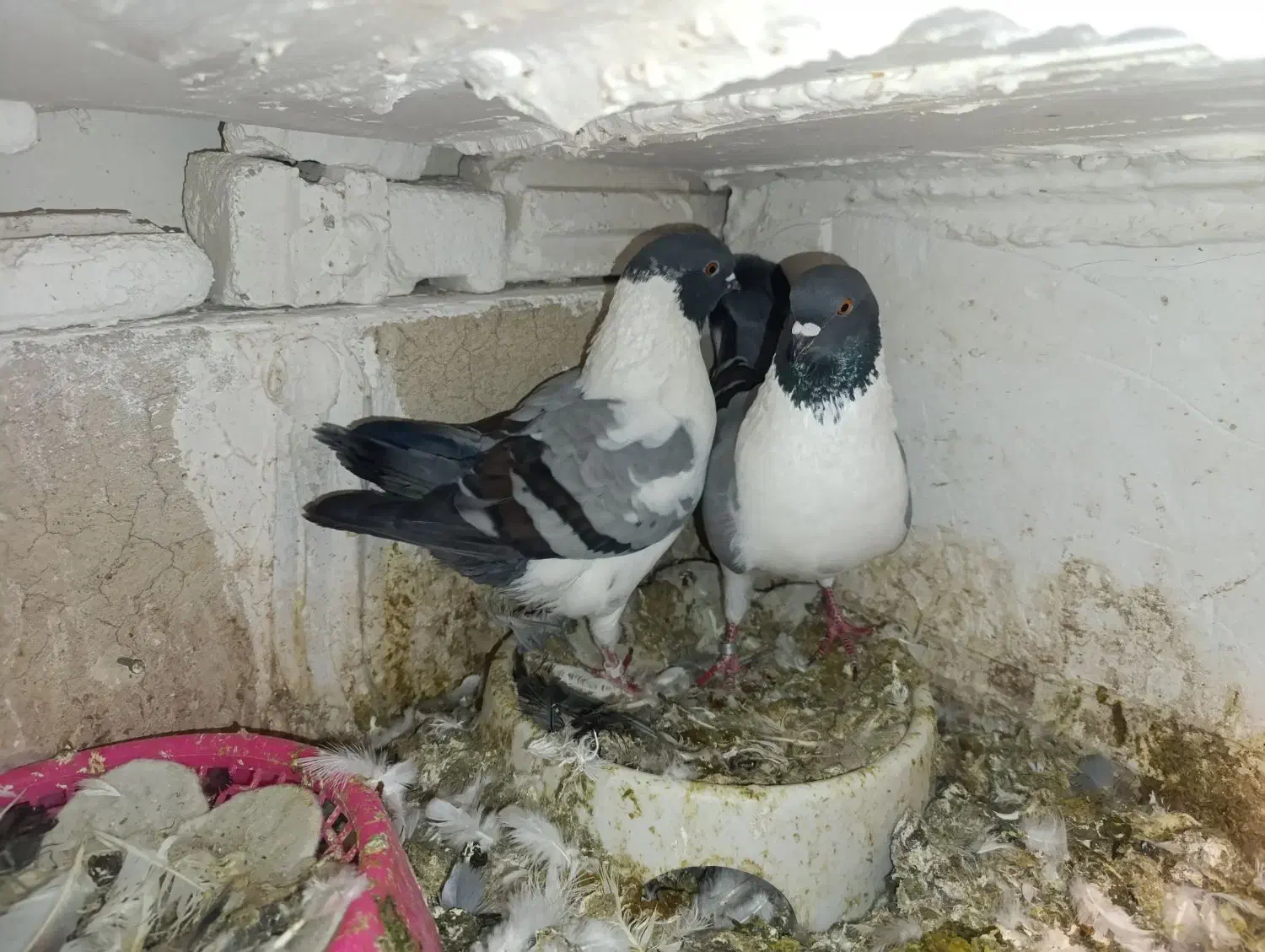 کبوتر .کفتر.کینگ|پرنده|مشکیندشت, |دیوار