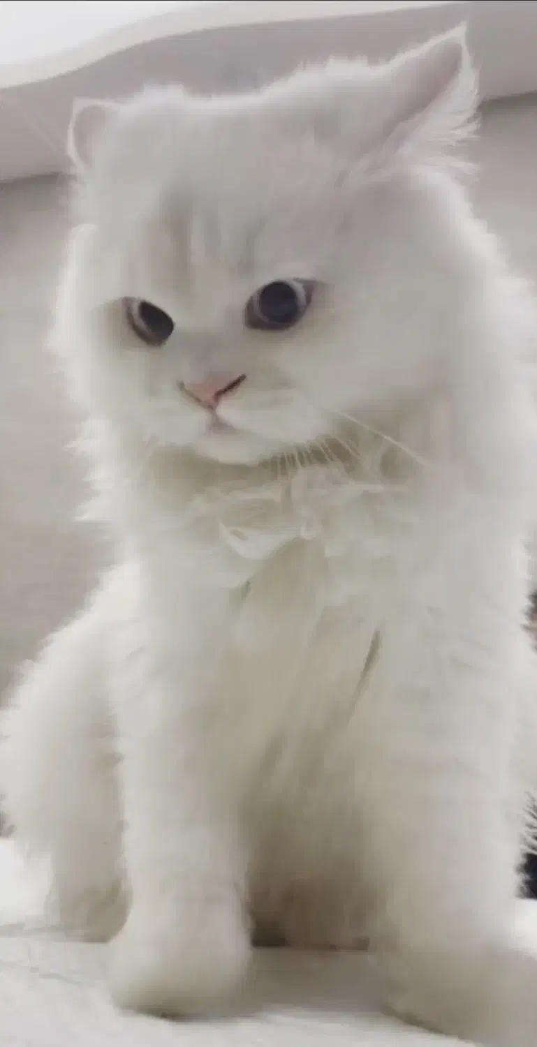 گربه پرشین|گربه|تبریز, |دیوار