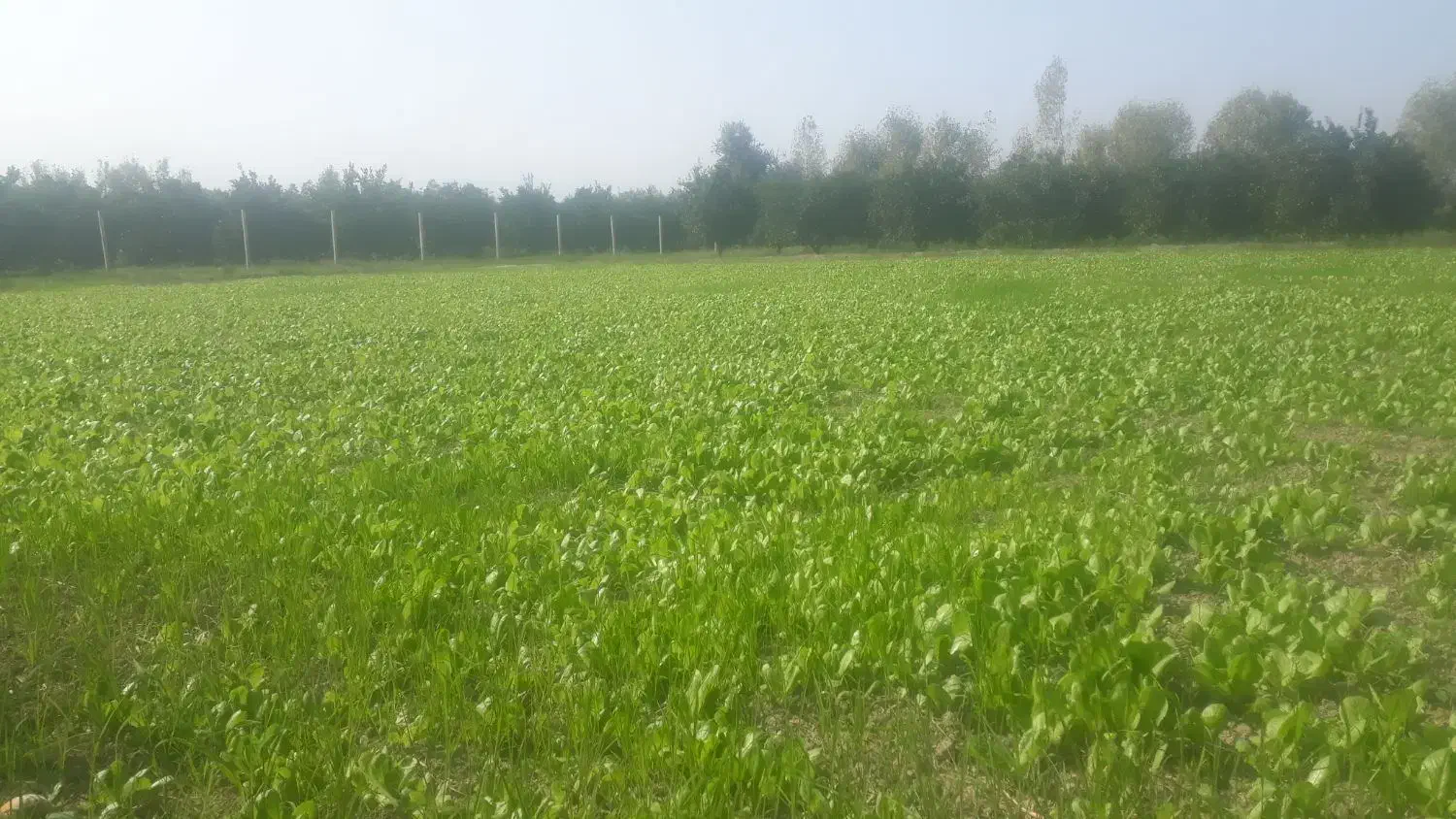 نهال کاهو روغنی|خدمات باغبانی و درختکاری|بندر گز, |دیوار