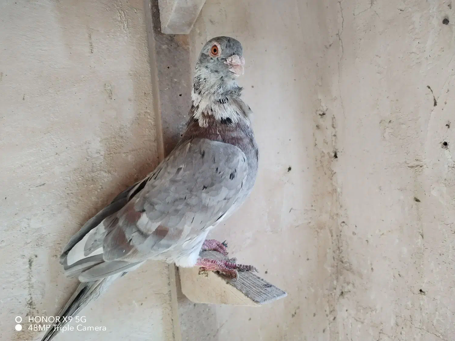 اقون فری نر مست|پرنده|مشهد, بهار|دیوار