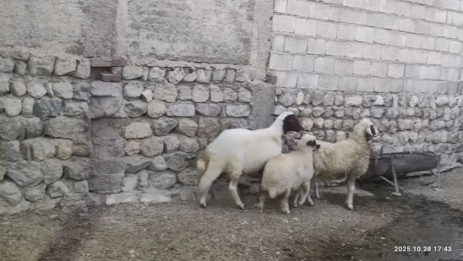 فروش شیشک قوچ سنجابی|حیوانات مزرعه|آبدانان, |دیوار