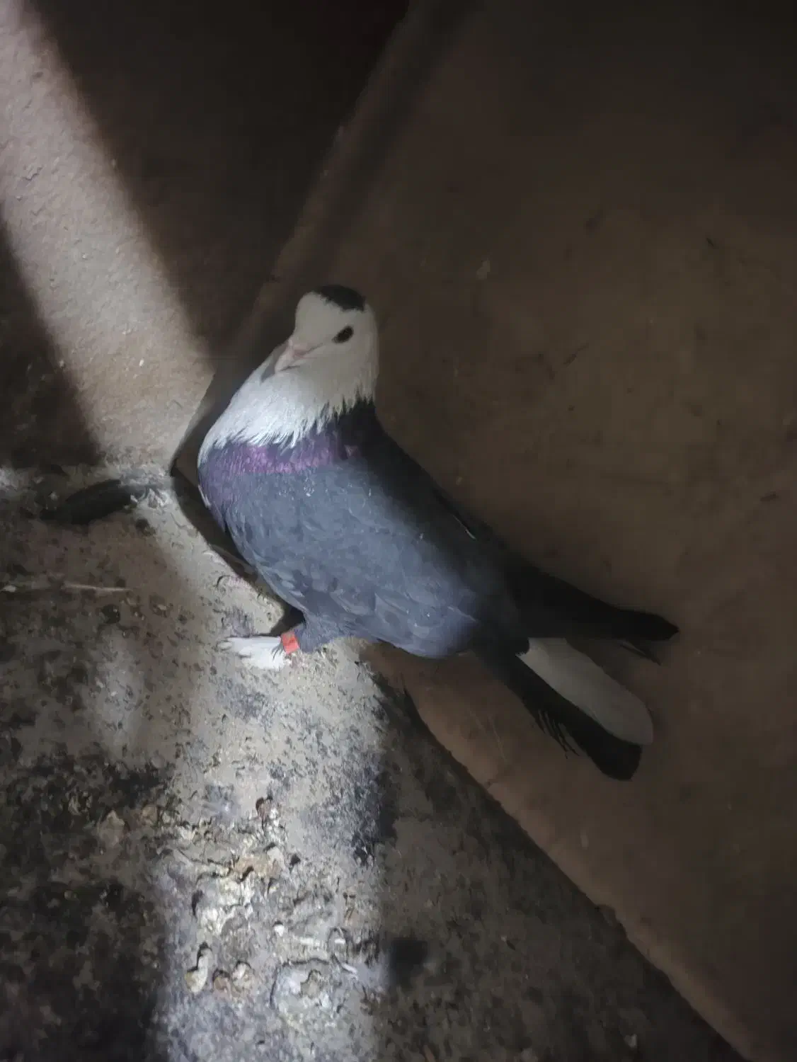 پلاس یکتی|پرنده|قم, شهرک توانیر|دیوار