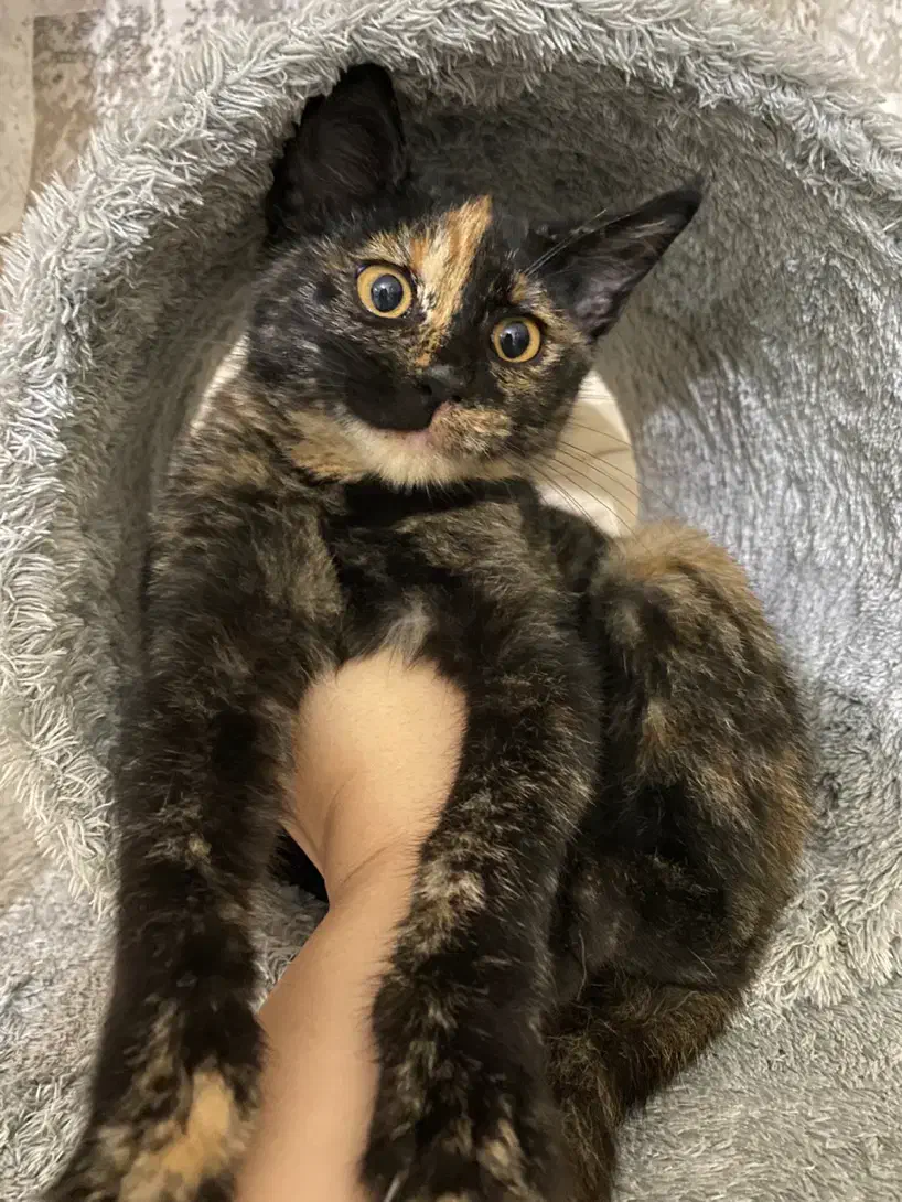 واگذاری پیشی کوچولو|گربه|رشت, سعدی (تختی)|دیوار