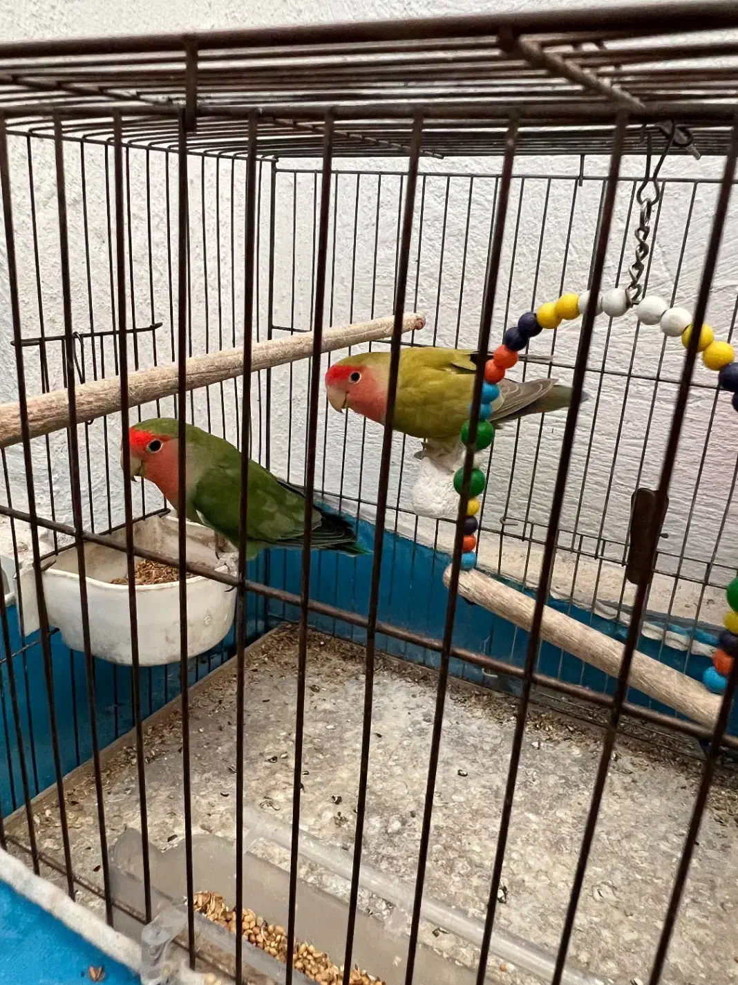 طوطی برزیلی|پرنده|رشت, دخانیات|دیوار