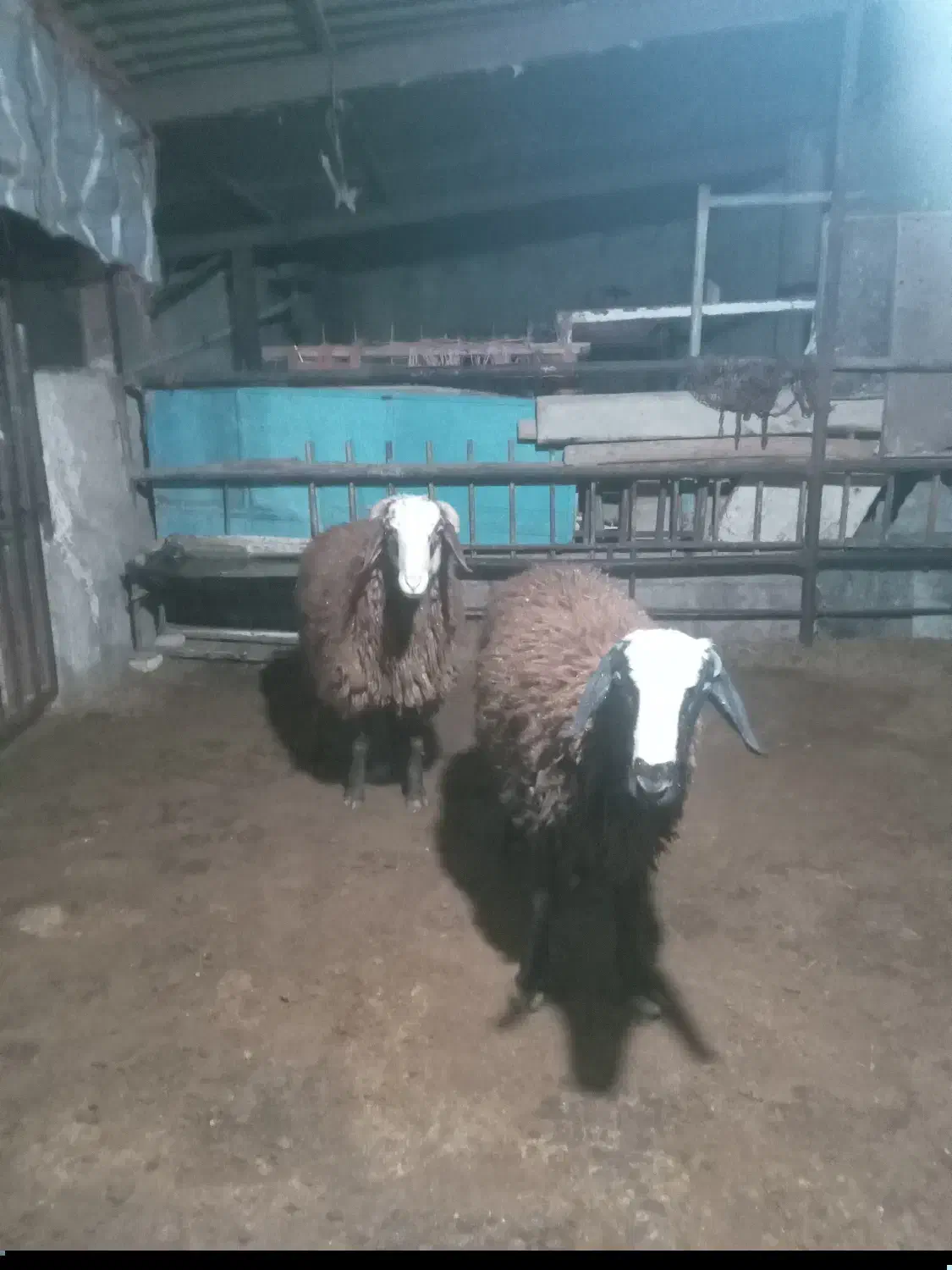 بره نر ارگانیک|حیوانات مزرعه|تنکمان, |دیوار