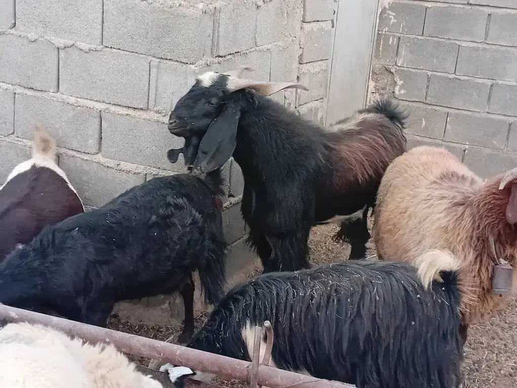 کهره نر|حیوانات مزرعه|شیراز, سعدیه شمالی|دیوار