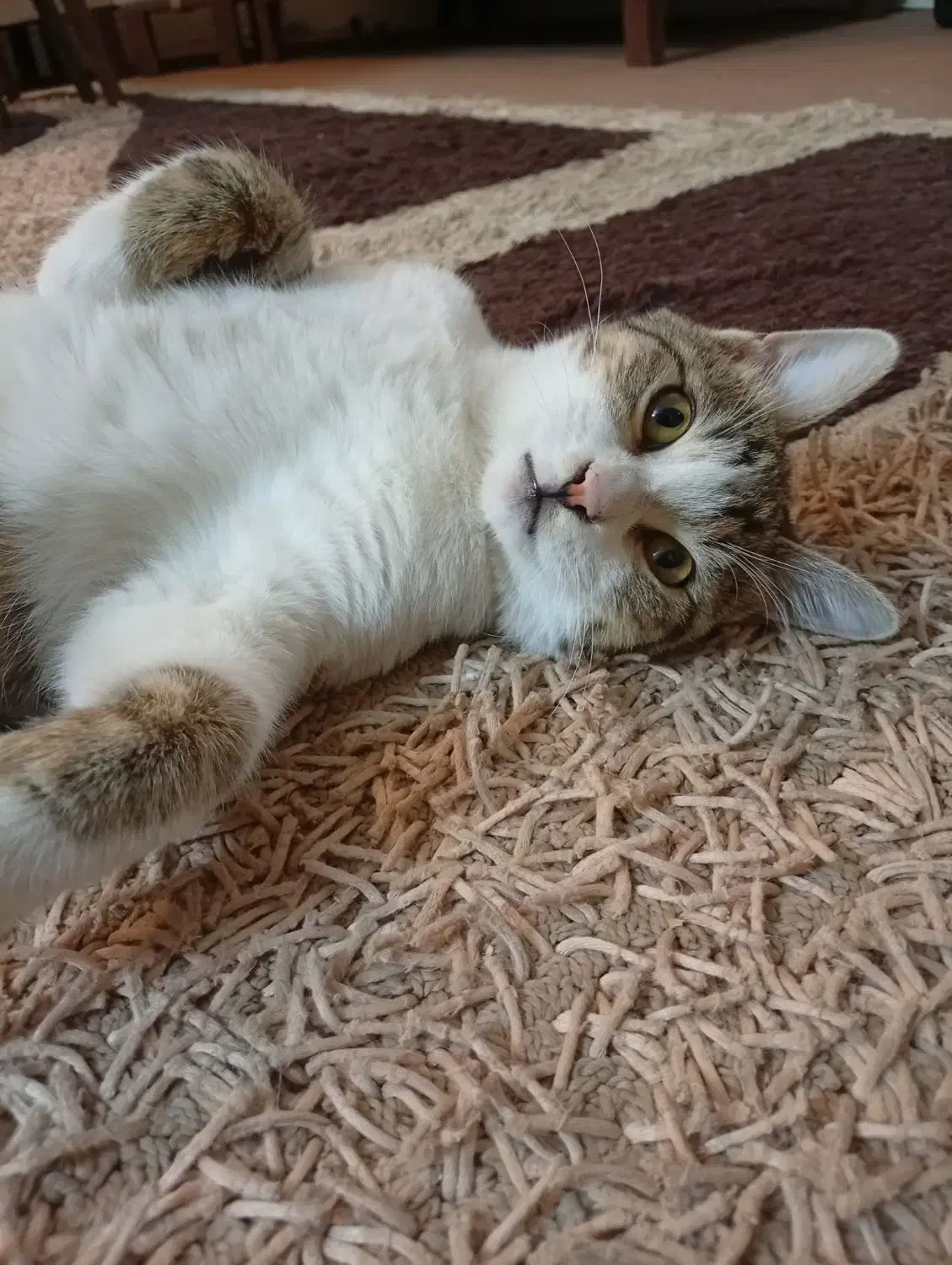 واگذاری گربه نر|گربه|شاهینشهر, مخابرات (شهید بهشتی)|دیوار