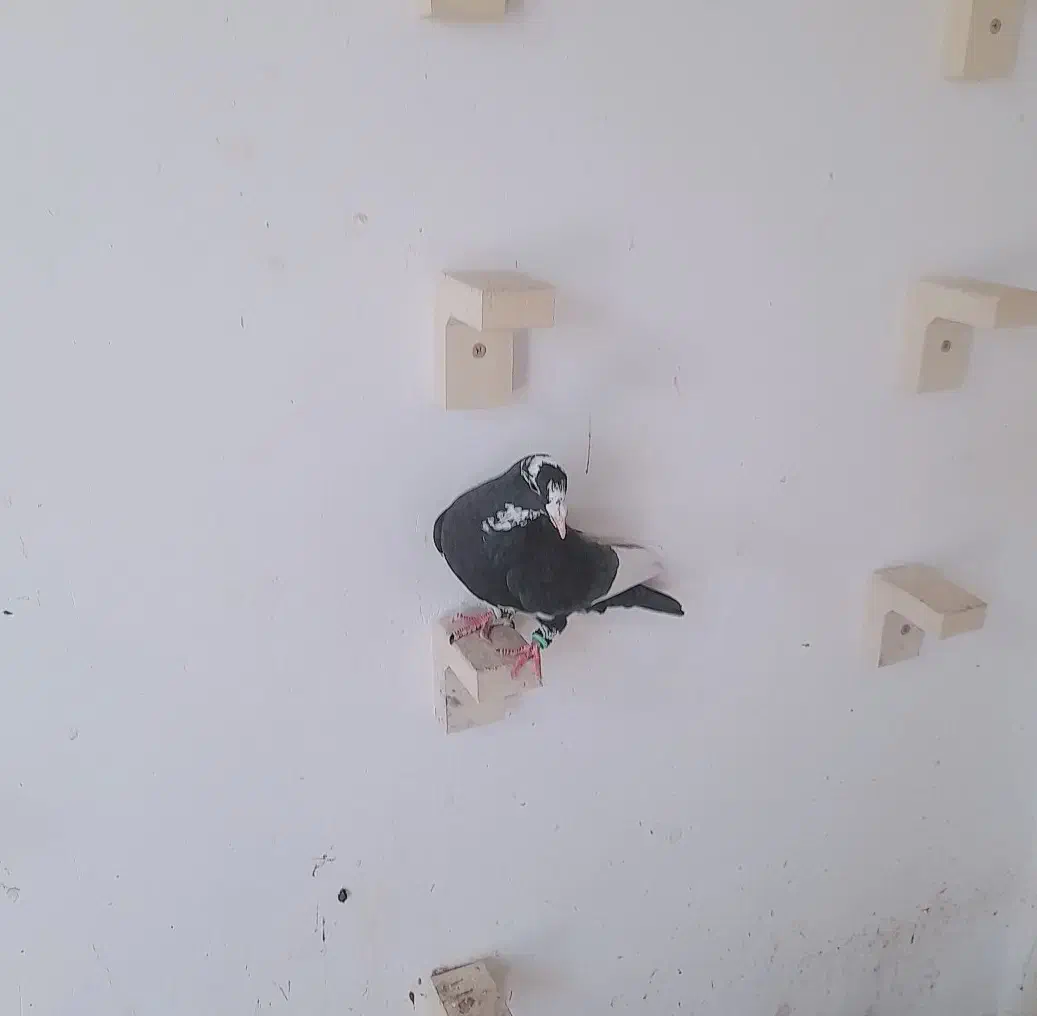 نر سیاه پلنگ کل جوون|پرنده|رفسنجان, |دیوار