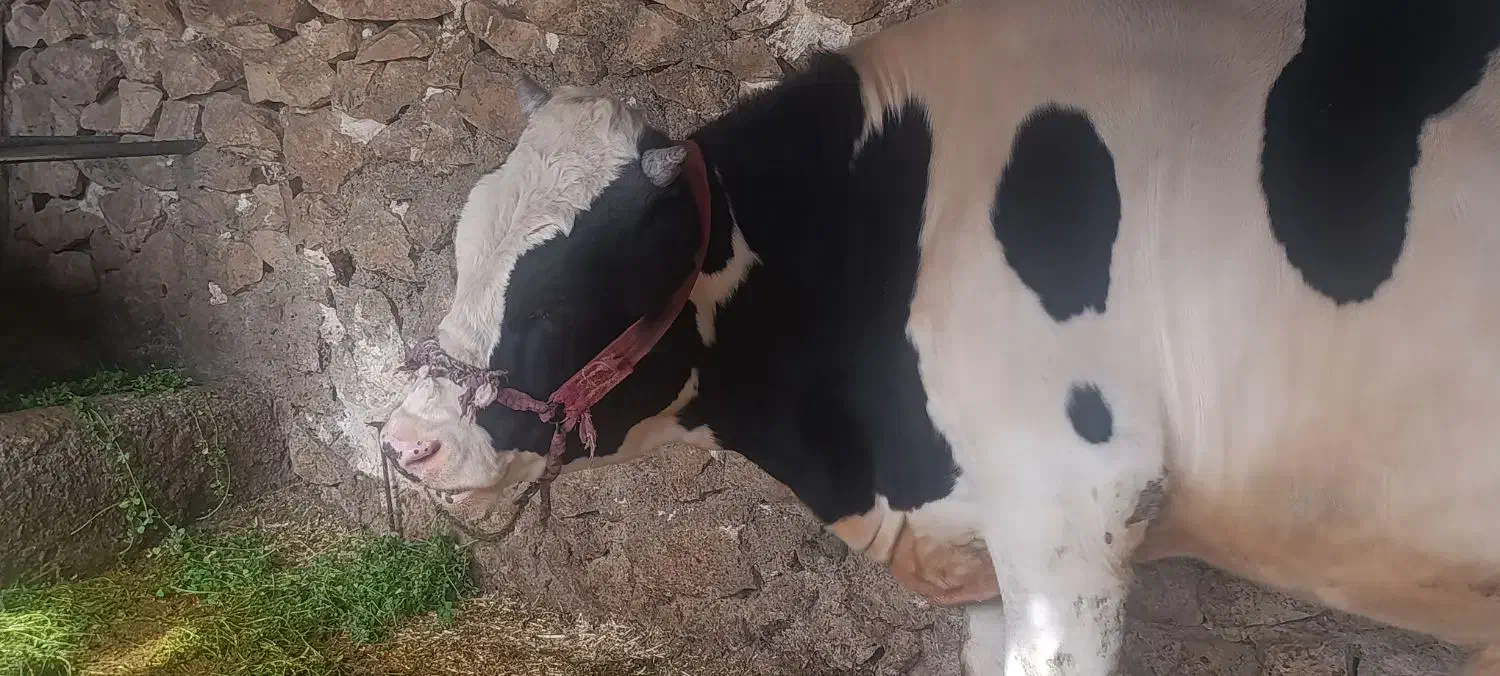 گاو|حیوانات مزرعه|رستم, |دیوار