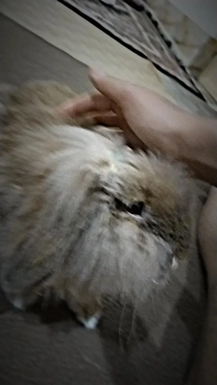 خرگوش|موش و خرگوش|برازجان, |دیوار