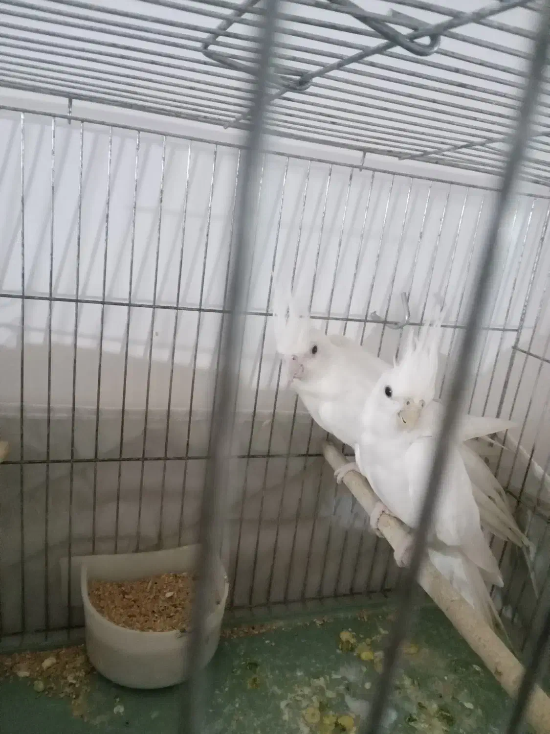 عروس آلبینو خالص خاص|پرنده|پلدشت, |دیوار