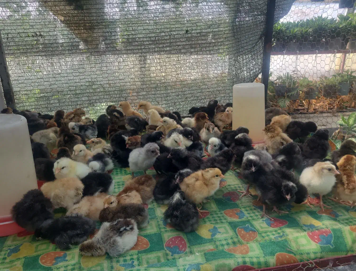 قفس ۳ طبقه پرندگان|لوازم جانبی حیوانات|خرمآباد (تنکابن), |دیوار