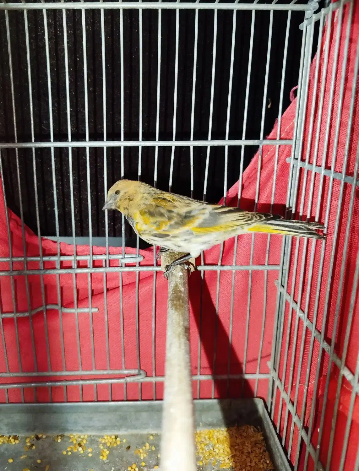 دوتا جوجه گلبسر نر|پرنده|ری, علایین|دیوار