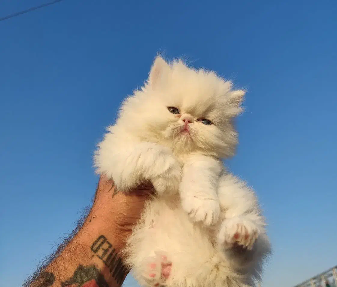 پرشین وارداتی 2ماه چمپبون کدA|گربه|آفتاب, |دیوار