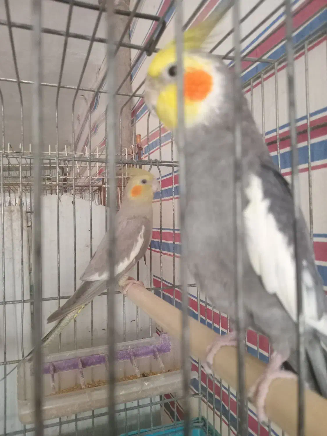 طوطی عروس|پرنده|سنگر, |دیوار