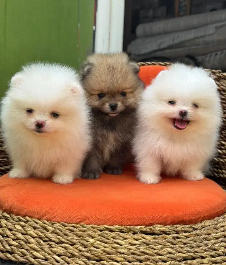 پامر،پامرانین خرسی سفید رنگ ۶۸ روزه|سگ|تهران, آسمان|دیوار