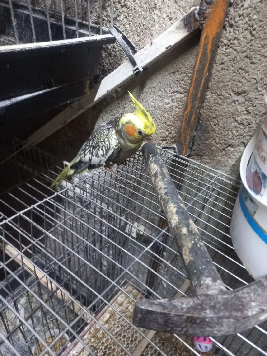 پرنده|پرنده|سلطانیه, |دیوار