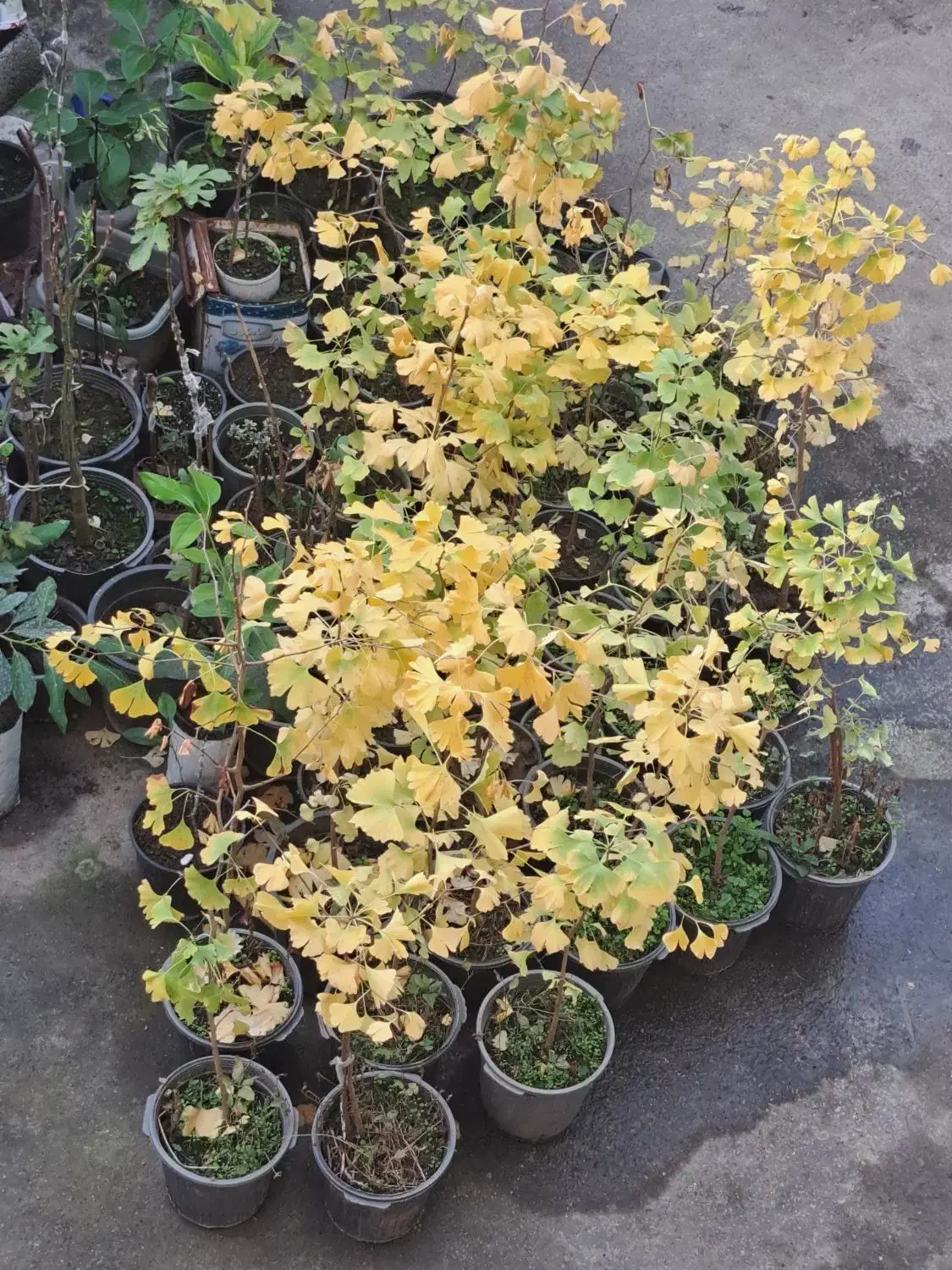 فروش درخت ژینکو گلدانی لطفا توضیحات بخوانید|گل و گیاه طبیعی|رامسر, |دیوار