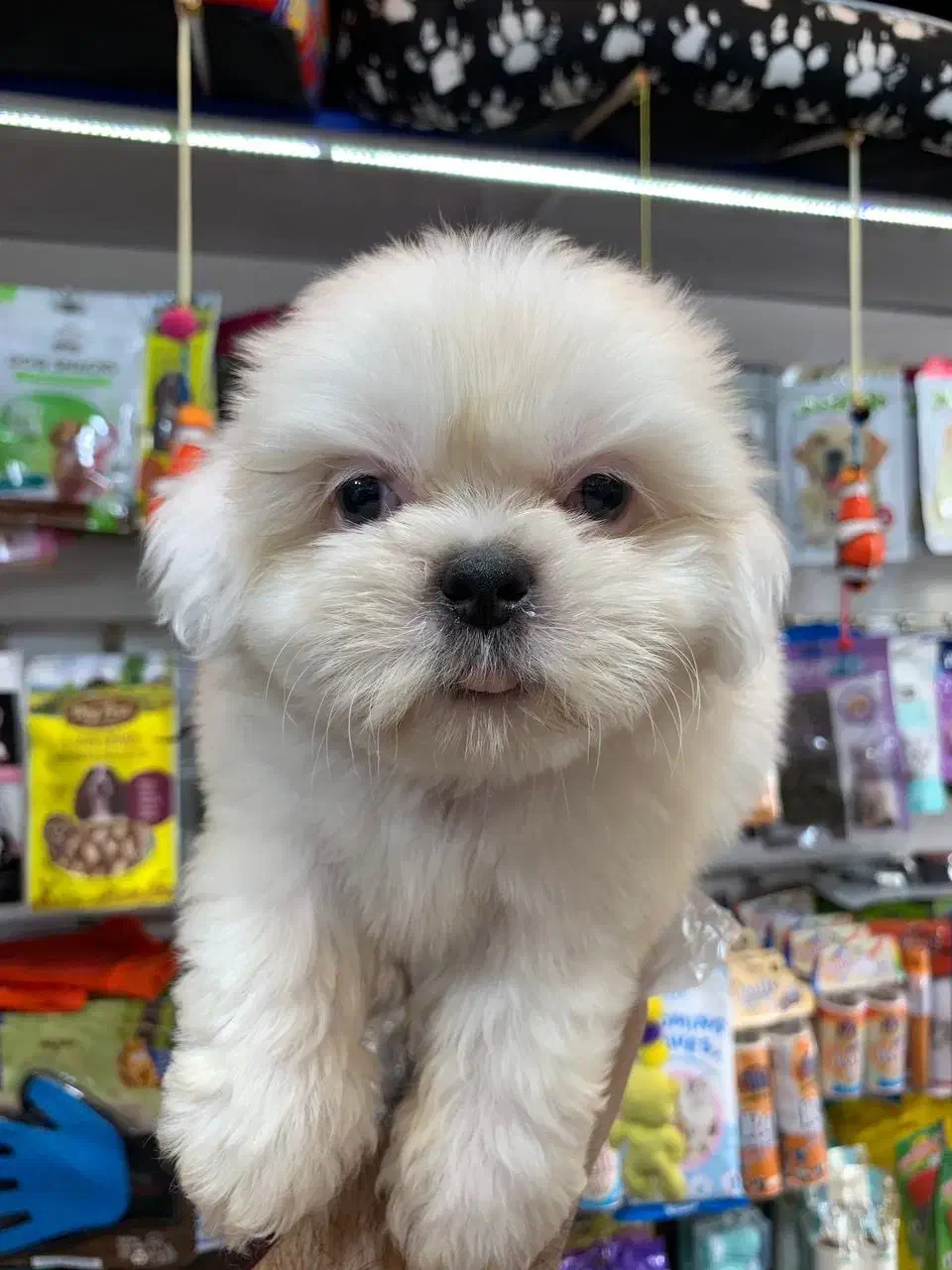 شیتز‌ وایت|سگ|رشت, لاکانی|دیوار