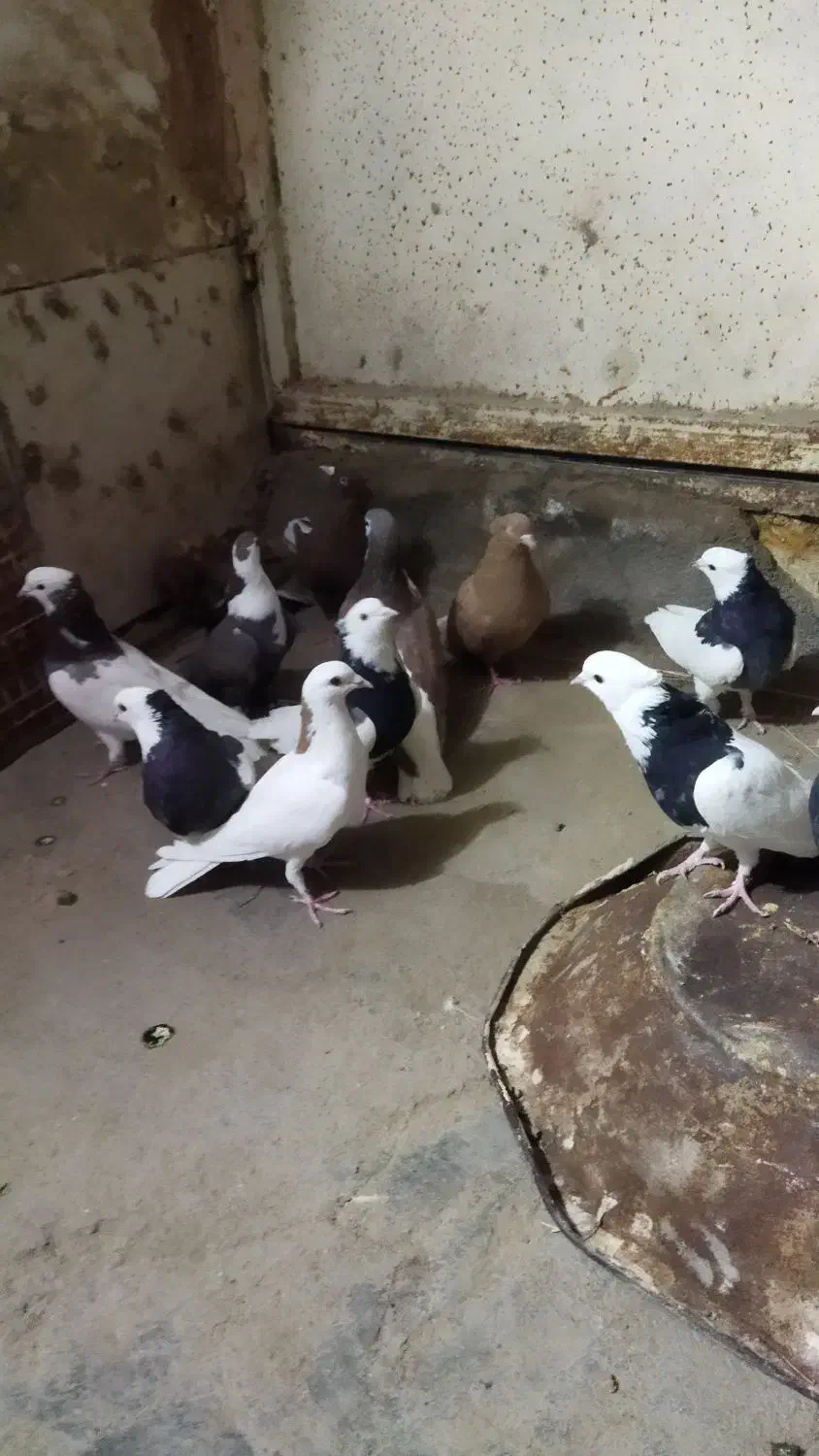 کفتر رنگه|پرنده|سبزوار, جهاد کشاورزی|دیوار