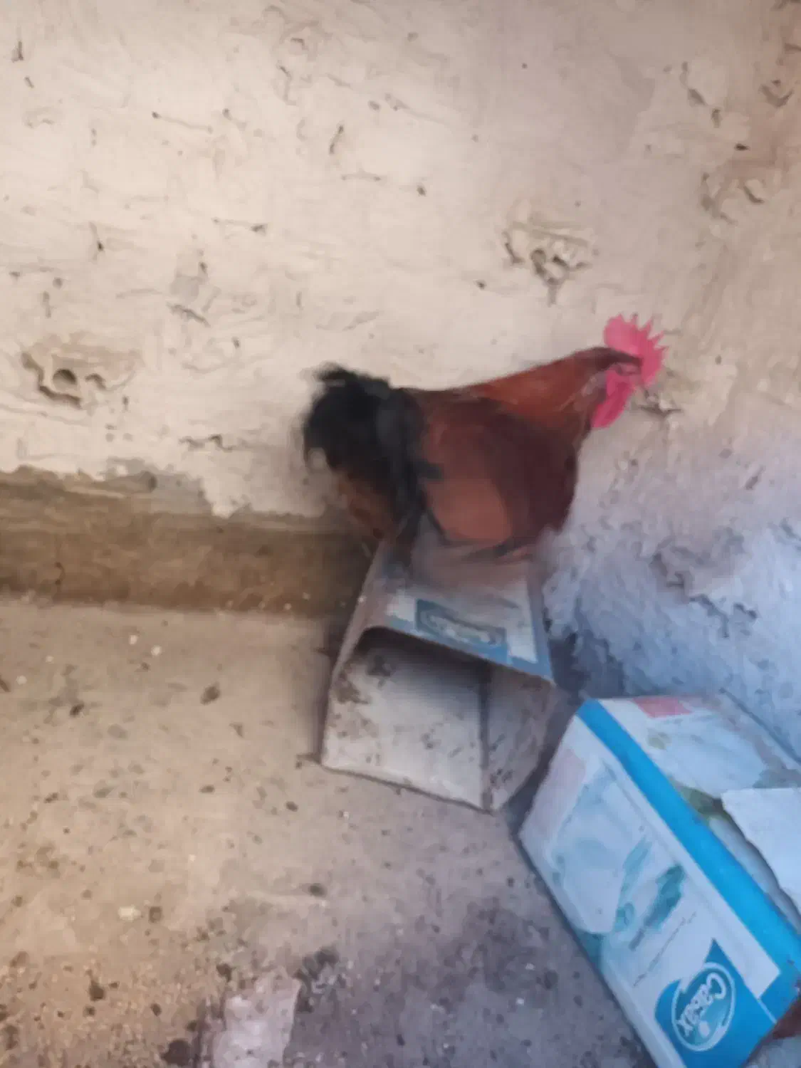 دوتا خروس محلی جوان|حیوانات مزرعه|طرقبه, |دیوار