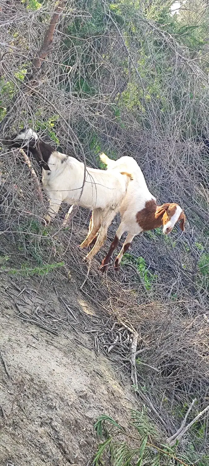 کیسه|حیوانات مزرعه|میناب, |دیوار