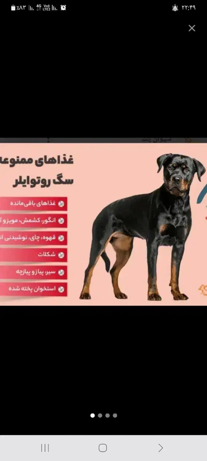 رتوایلر اصیل ماده|سگ|فاضل آباد, |دیوار