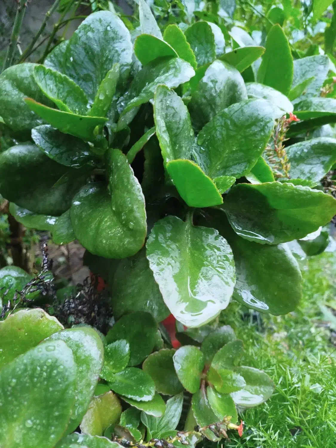 گل قاشقی وگل پدیلانتوس|گل و گیاه طبیعی|لاهیجان, لاشیدان|دیوار